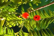 红豆杉种子如何繁殖，约200-300元左右一斤