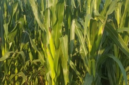 美玉13号玉米栽培技术要点，播种深度2.5厘米