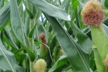 博新35玉米栽培技术要点，合理安排种植密度