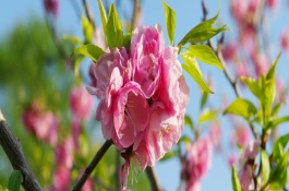 花中四君子的品种分类，梅花主要分布在我国西南安徽、浙江一带