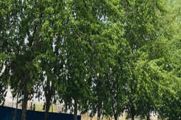 杨树养殖的注意事项，冬季叶片会完全脱落