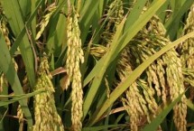 丰硕1912水稻栽培技术要点，该品种主12片叶