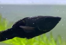 形态特征，是常见的一种观赏鱼