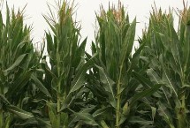 连胜264玉米栽培技术要点，夏播生育期104天