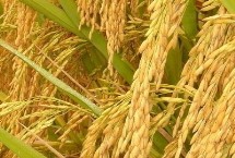 两优3962水稻栽培技术要点，全生育期为126.6天