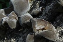 山西省蒲县的特产，蒲县黑木耳非常有名