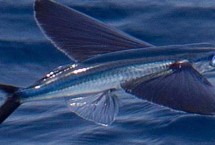 翱翔飞鱼好不好养，饲养难度大并不适合新手尝试