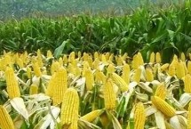 滇喜66玉米栽培技术要点，两年区试平均生育期122天