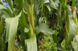 禾新9玉米栽培技术要点，中抗弯孢病5MR