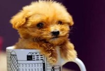 茶杯犬的品种，不同品种的性格不同