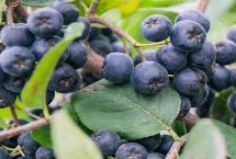 野樱莓的外观特点，年降雨量需达到500毫米