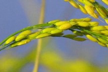 光明糯6号水稻栽培技术要点，常规粳型糯稻品种