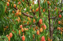 桃树属于哪种植物，是一种典型的被子植物