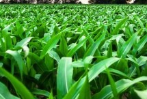 粤甜双色1号玉米栽培技术要点，中抗南方锈病