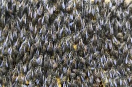 蜜蜂分蜂的过程，每年的9-10月发生得最为集中