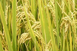 圳优7号水稻栽培技术要点，该品种属三系杂交中熟晚稻