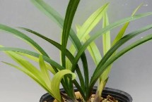 建兰叶子发黄的解决措施，可能是土壤不适或者光照过少等