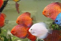 七彩神仙鱼需要开灯多长时间，室内光线较暗时适合用LED灯