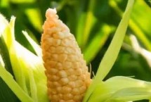 荣玉1608玉米栽培技术要点，生育期117.2天