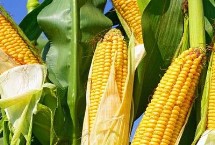 湘农玉27号玉米栽培技术要点，每亩种植4000-4500株