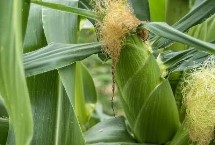 郑白甜糯5号玉米栽培技术要点，大喇叭口期用防治玉米螟虫