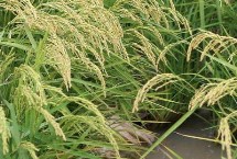 秀优1652水稻栽培技术要点，全生育期120.4天