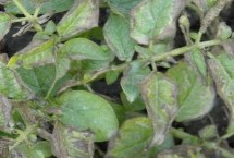 马铃薯早疫病的侵染循环，清除病残体可减少初侵染来源