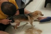 坚持梳毛，主要有这四个