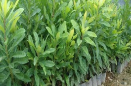 2023年杨梅树苗的价格，大概在5-10元左右一株