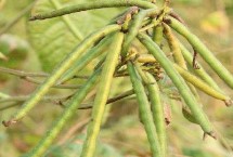 绿豆品种有哪些，全国大部分地区均有分布