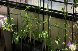 豆角爬满架但不开花怎么办，可用单杆架或人字形架