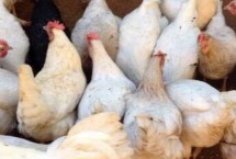 降低养鸡成本的方法，需注意做好应激缓解等工作