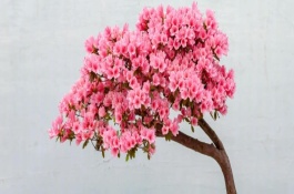 种植杜鹃花注意事项，喜欢冷凉的气候环境