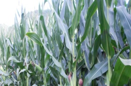 金实11号玉米栽培技术要点，春播生育期117天