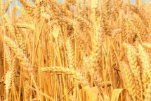 郑科168小麦栽培技术要点，适宜播种期10月上中旬