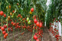 无土栽培蔬菜安全吗，常见的有番茄、苦瓜等