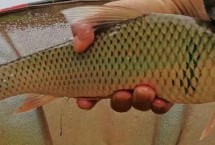 钓鲮鱼用什么饵比较好，可采用跑铅钓、竖铅钓等钓法