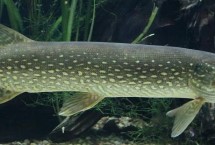 白斑狗鱼的产地，我国仅分布于额尔齐斯河干流及其支流