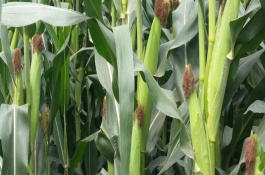 岭单369玉米栽培技术要点，中抗丝黑穗病