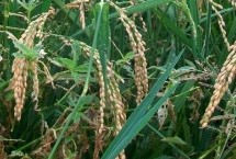 佳源粳1号水稻栽培技术要点，每亩有效穗21.2万