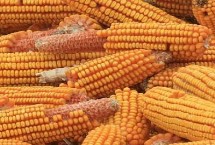 先达6331玉米栽培技术要点，中抗穗腐病