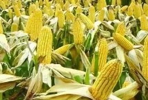 强硕68玉米栽培技术要点，注意防治瘤黑粉病等病害