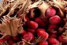 盆栽铁树冬天能放在室外吗，铁树果毒性非常大是不可吃的