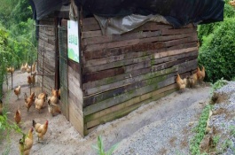 散养鸡一亩地养多少只，先选择合适的场地