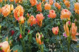 地栽月季多长时间施肥一次，需要及时为其浇水施肥