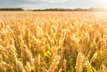 邯生3160小麦栽培技术要点，该品种属半冬性中熟节水品种