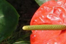 火鹤花的繁殖方式，开花后要转移至室外遮阴处