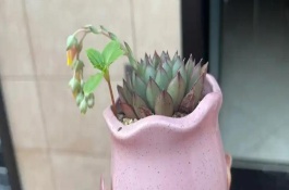 冬天多肉叶片扦插方法，把花剑剪下来晾干伤口再插入土壤中