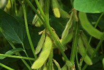 富航芽豆1号大豆栽培技术要点，特种品种芽豆品种