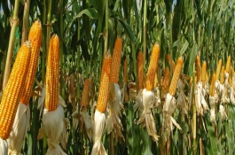 圣瑞568玉米栽培技术要点，密度不超过每亩4500株